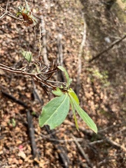Rhododendron canescens