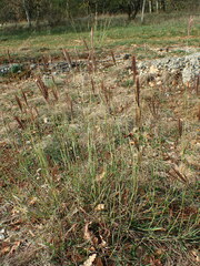 Bothriochloa ischaemum