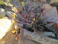 Crassula atropurpurea