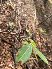 Rhododendron canescens