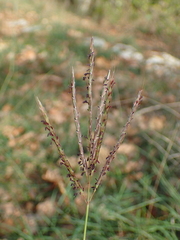 Bothriochloa ischaemum