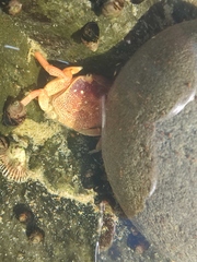Cyclograpsus punctatus