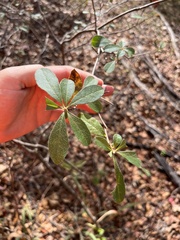 Rhododendron canescens