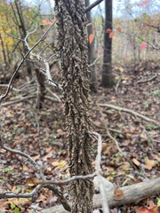 Celtis occidentalis