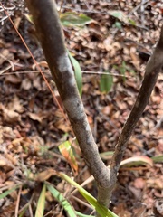 Rhododendron canescens