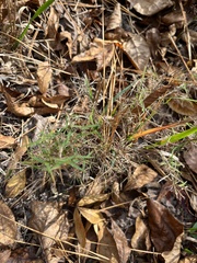 Polypremum procumbens