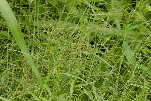 Urochloa arrecta