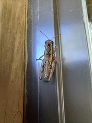 Paraidemona