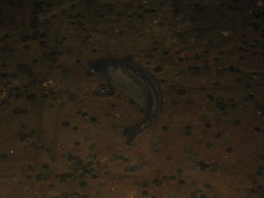 Cyprinus carpio