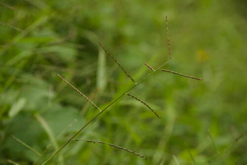 African signalgrass (Urochloa arrecta)