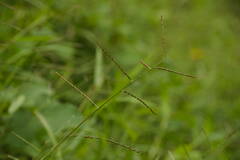 Urochloa arrecta