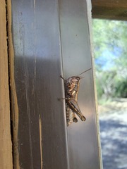 Paraidemona