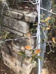 Cercocarpus