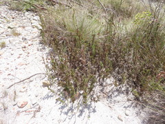 Thamnochortus fruticosus
