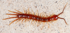 Lithobiidae