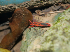 Macrocheraia grandis