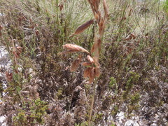 Thamnochortus fruticosus