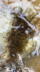 Fontinalis antipyretica