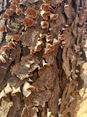 Trichaptum biforme
