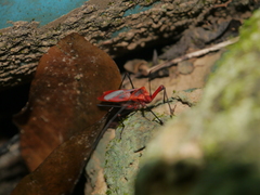 Macrocheraia grandis