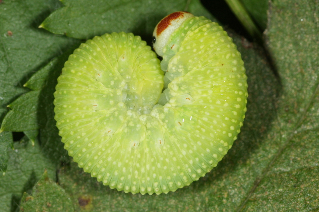 Rowan Hairy-clubhorn