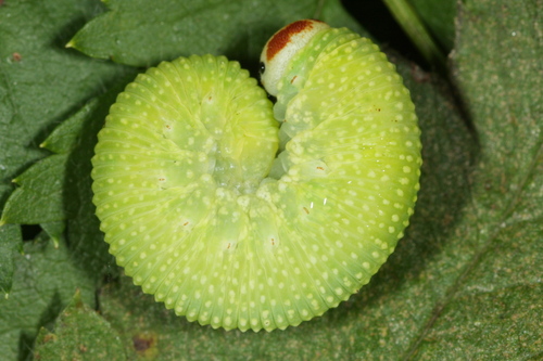 Rowan Hairy-clubhorn