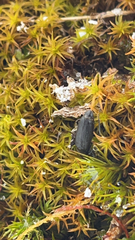 Perimylops antarcticus