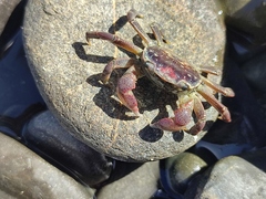 Cyclograpsus punctatus