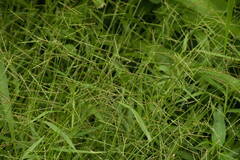 Urochloa arrecta