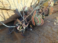 Adromischus