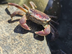 Cyclograpsus punctatus