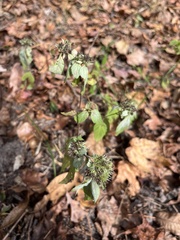 Pycnanthemum albescens