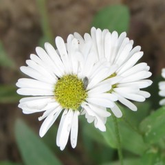 Erigeron arizonicus