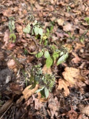 Pycnanthemum albescens