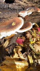 Ischnoderma resinosum