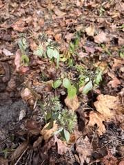 Pycnanthemum albescens