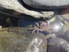 Cyclograpsus punctatus