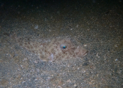 Sphoeroides lobatus