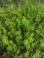 Galium aparine