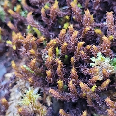 Geheebia gigantea