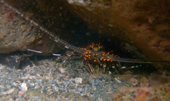 Panulirus inflatus