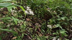 Cyanthillium cinereum