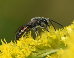 Sphecodogastra