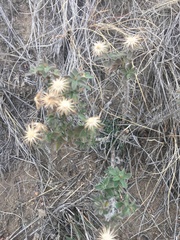 Heterotheca