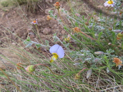 Lotononis sericophylla