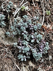 Sedum dasyphyllum