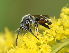 Sphecodogastra