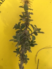 Heterotheca