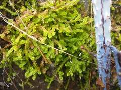 Selaginella douglasii