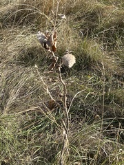 Asclepias syriaca